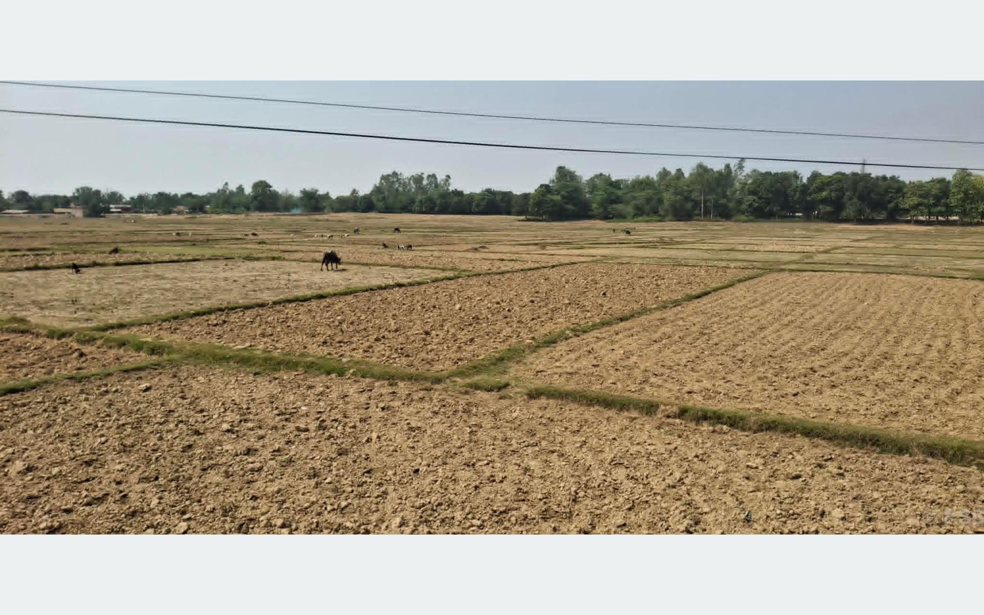 बाँकेमा खेतका फाँट धुलाम्मे