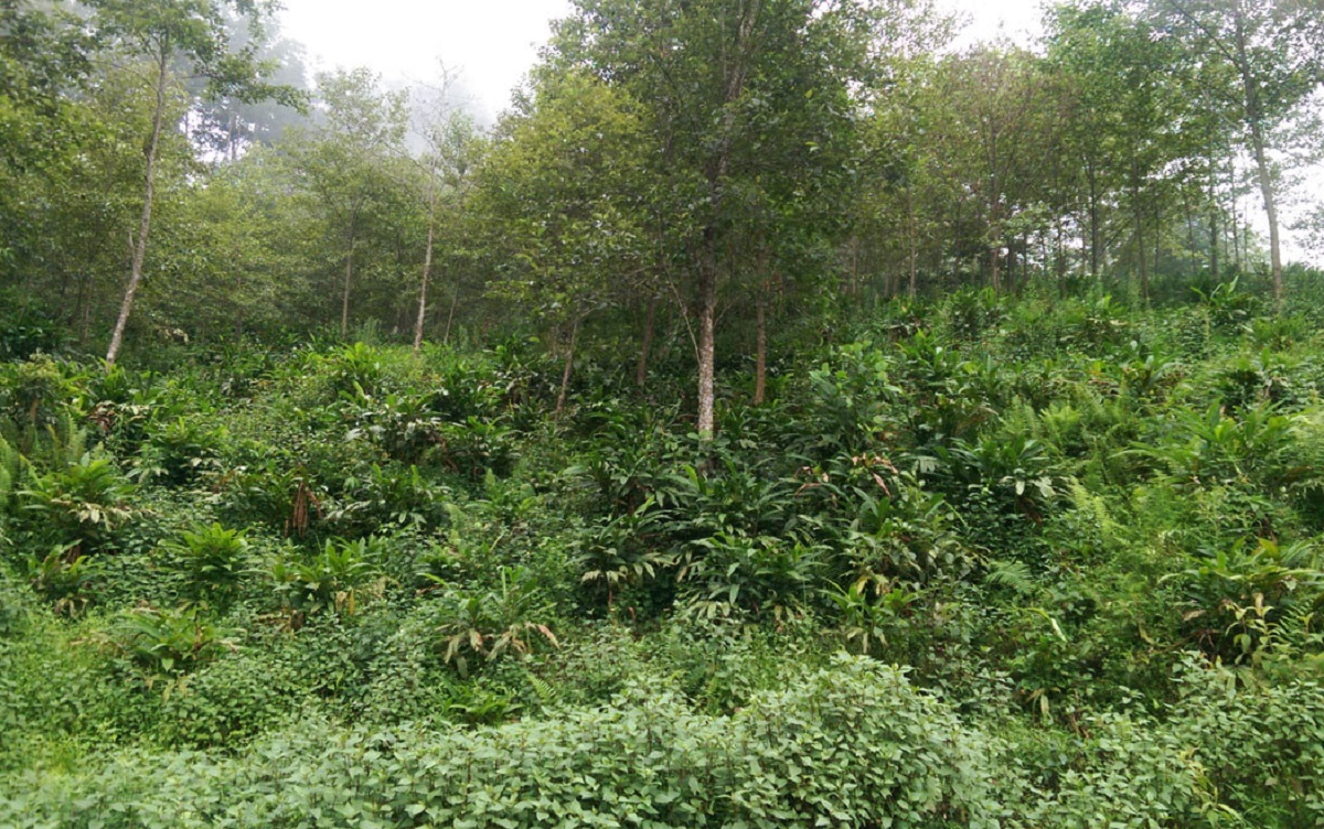 स्थानीय वन र कृषि क्षेत्रमा मिचाहा झारको अतिक्रमण