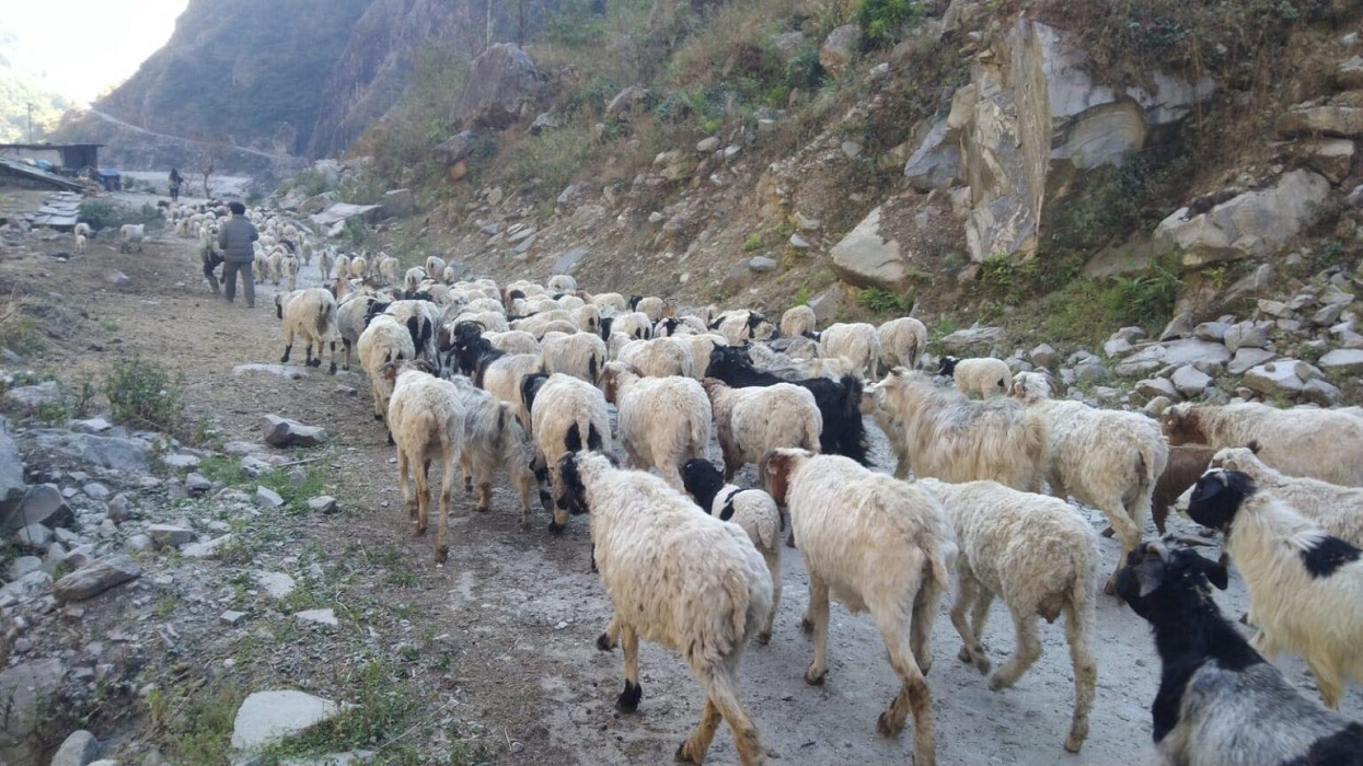 भिरमा अल्झिएको भेडागोठालाको जीवन