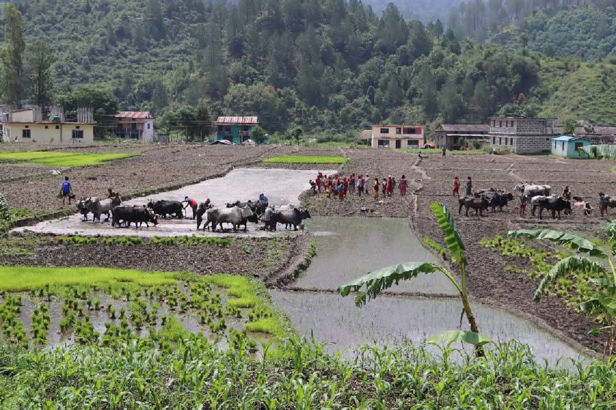 जोरायले बासमती धानले पाउँदै छ लोकप्रियता