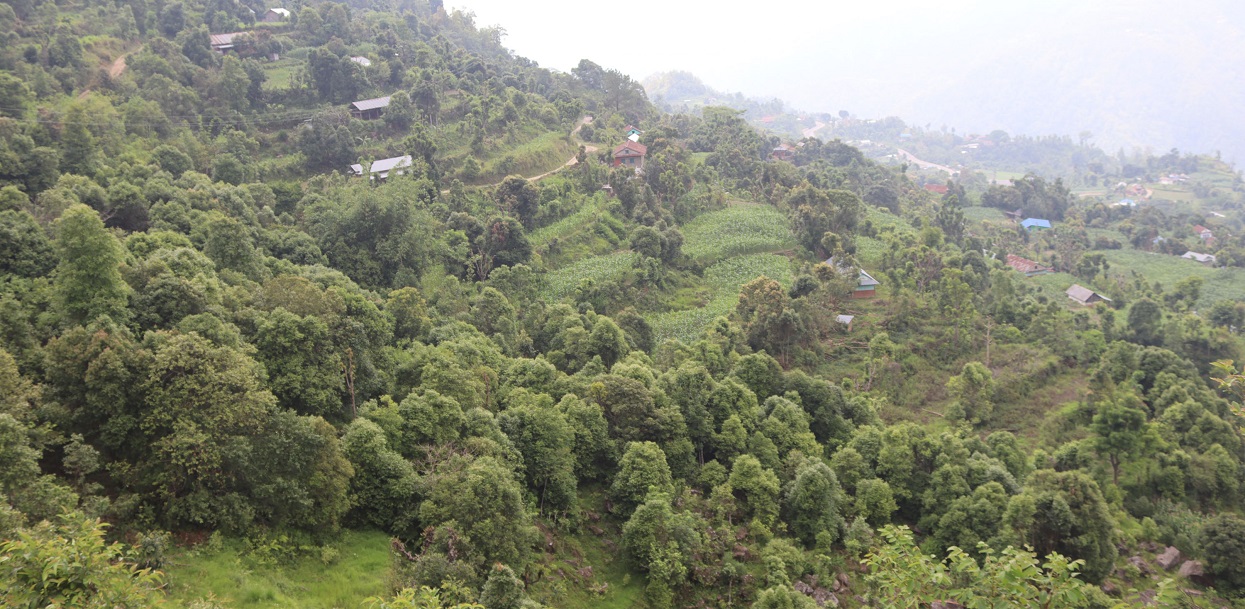 आम्दानीको मुख्य स्रोत बन्दै दालचिनी