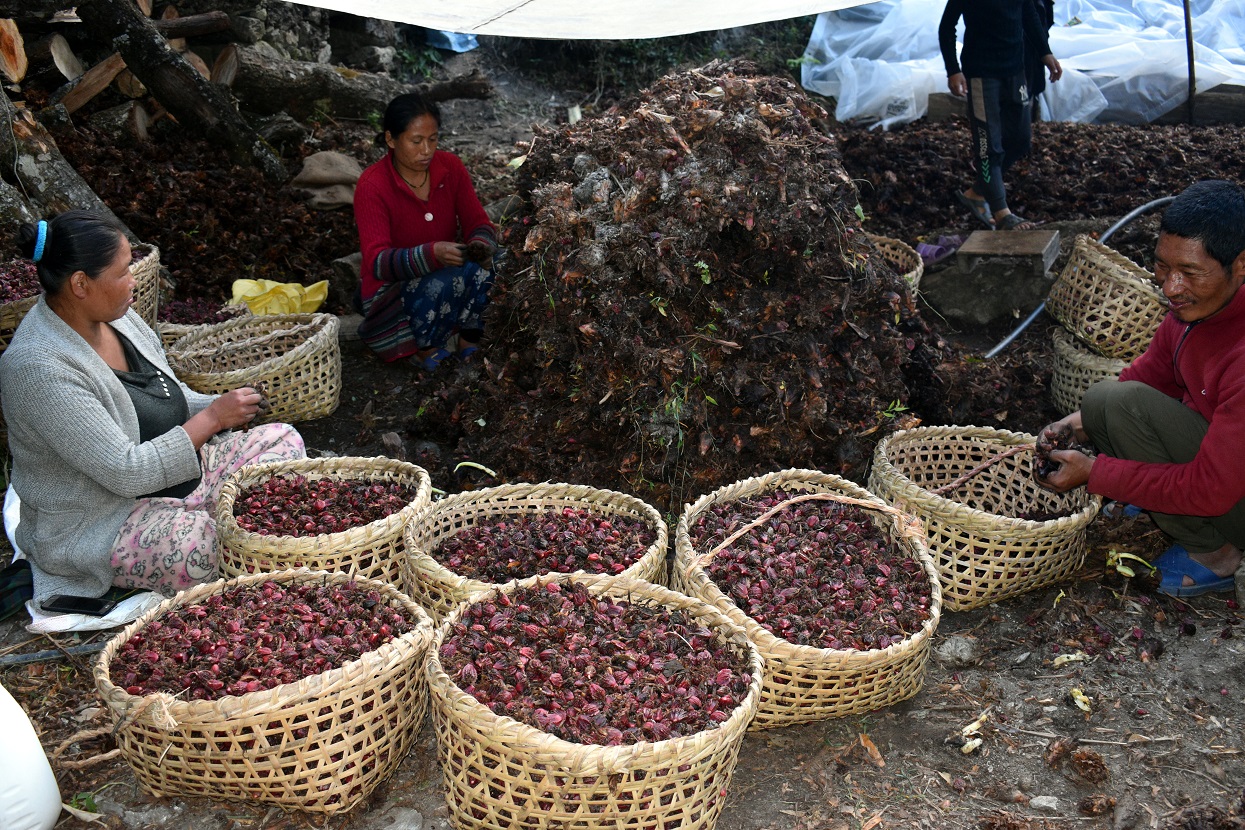 ताप्लेजुङमा अलैँची महोत्सव हुने
