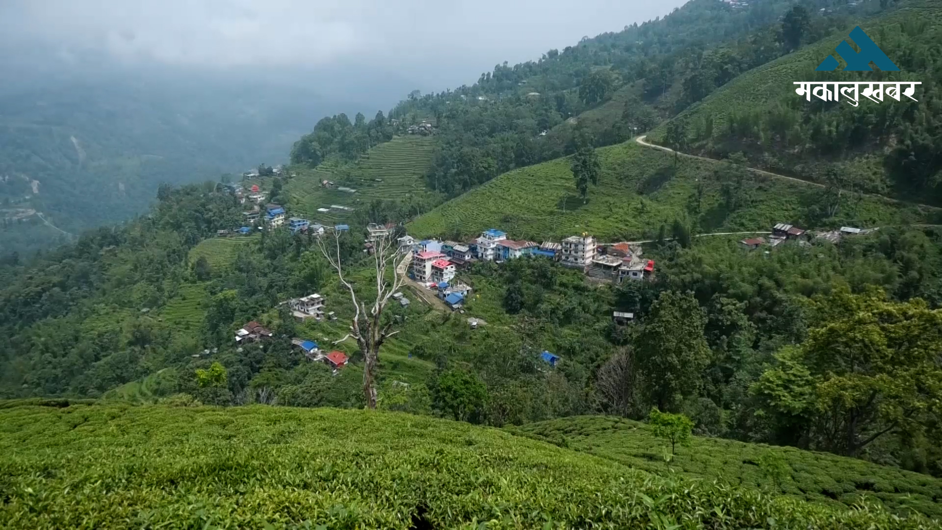 संघाई समूहको मनोमानीले संकटमा इलाम चिया बगान