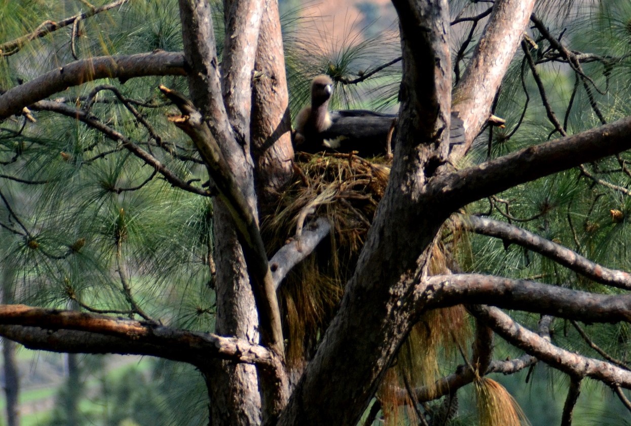 चार प्रजातिका दुर्लभ गिद्धको सफल प्रजनन