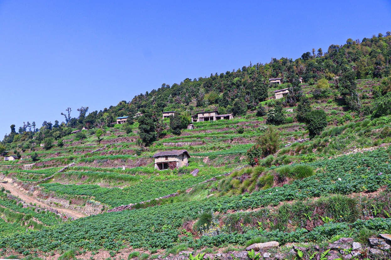 विकास पर्खाइमा मुठाचौर