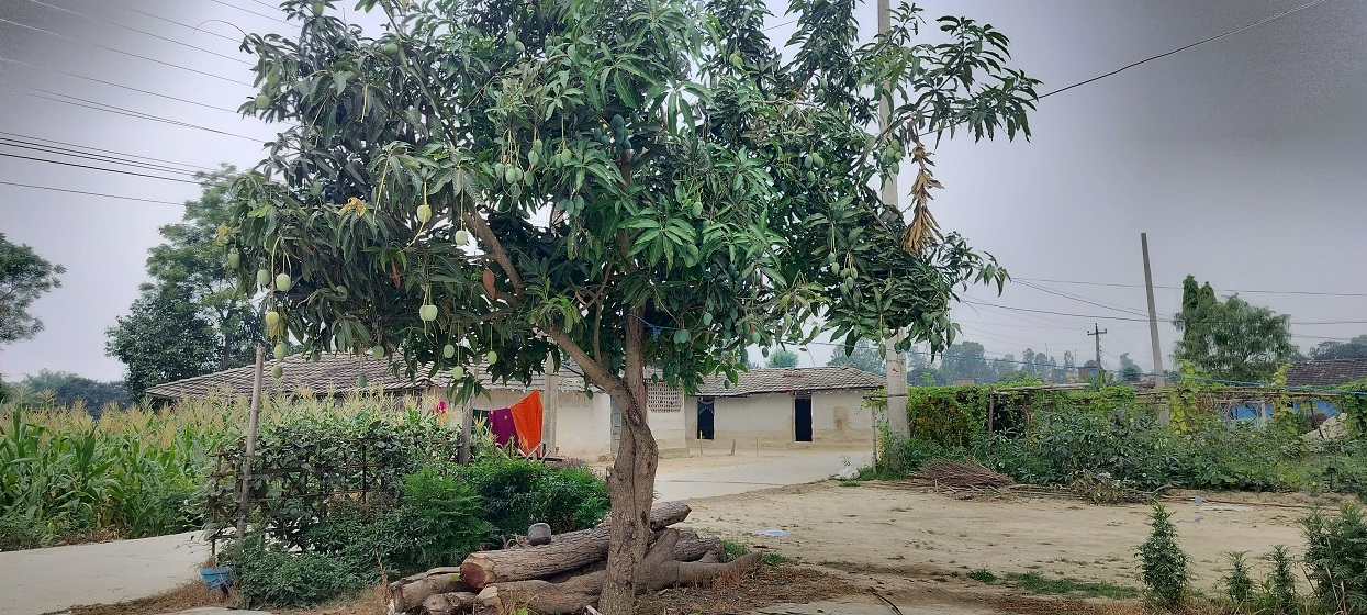 बोट एउटाः आँपका जात दुई वटा