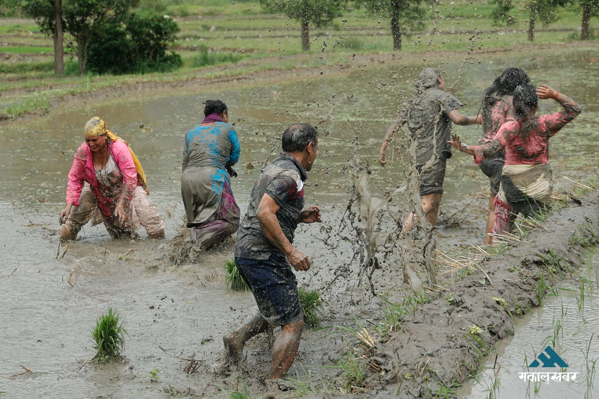 एसपीदेखि सीडीओसम्म खेतमा, नुवाकोटमा रोपाइँ महोत्सवको रौनक (तस्बिरहरु)