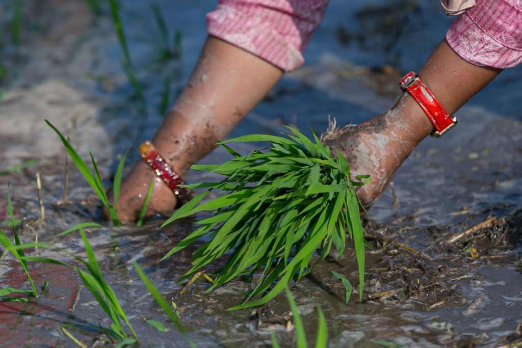 मधेसका अधिकांश जिल्लामा धान रोपाइँ अन्तिम चरणमा