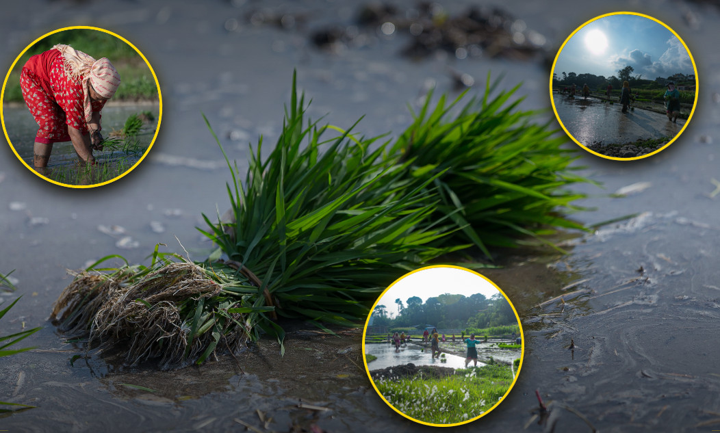 हिलाम्मे खेतमा रोपिएका सुनौला सपना (तस्बिरहरू)