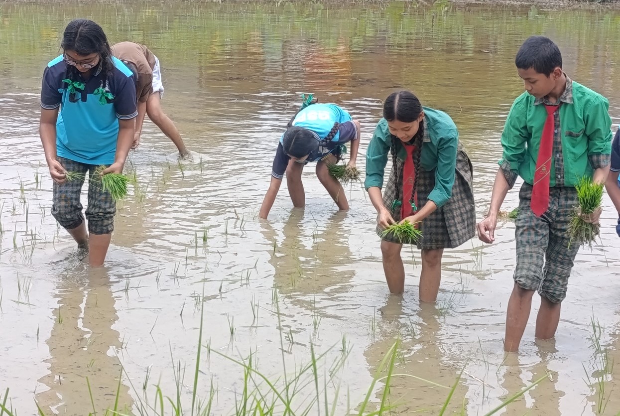 चितवनका विद्यार्थी धान रोप्न सिक्दै