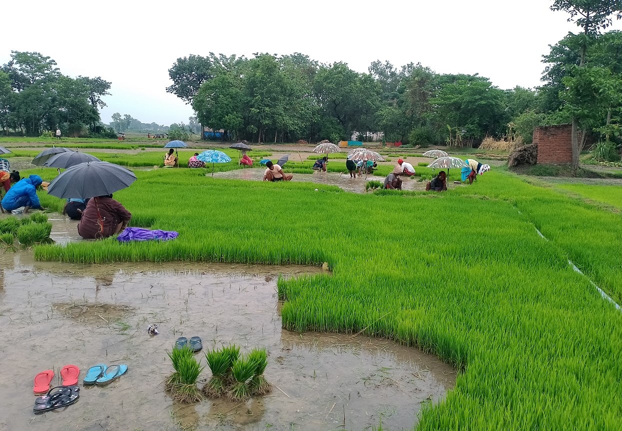 पश्चिम नवलपरासीका किसान रोपाइँमा व्यस्त