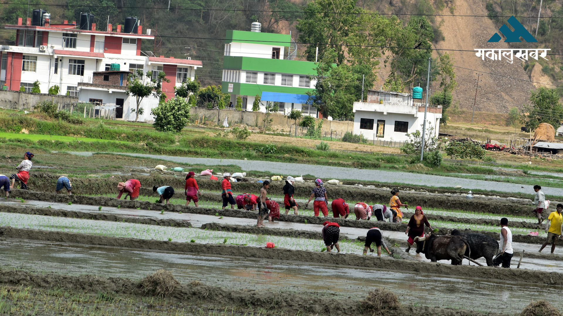 जुम्लामा मार्सीधान रोपाइँ तीव्र, किसान व्यस्त