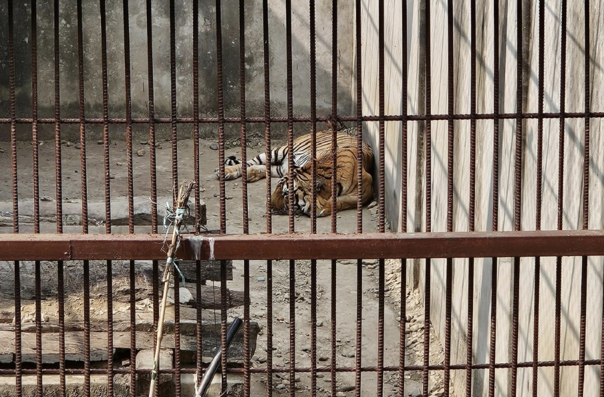 समस्याग्रस्त बाघ व्यवस्थापन गर्न ‘टाइगर सेन्चुरी’ योजना