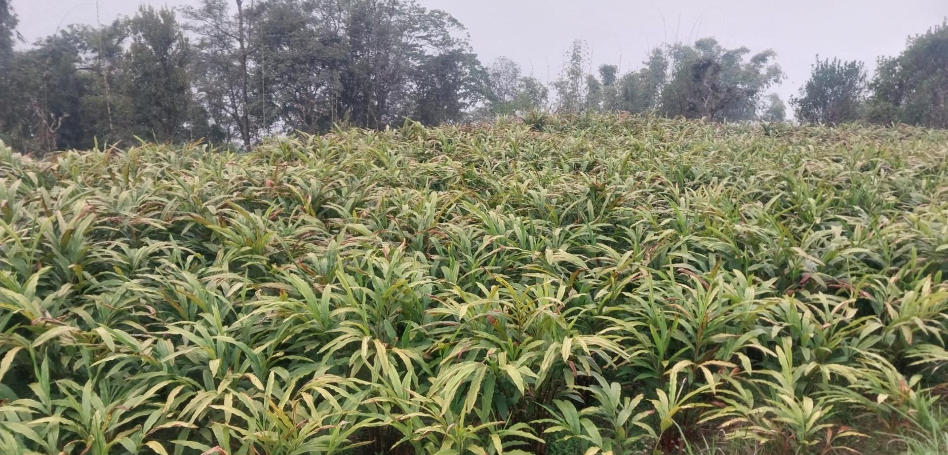 धान फल्ने खेत मासेर अलैँचीखेती गर्दै माङसेबुङका किसान