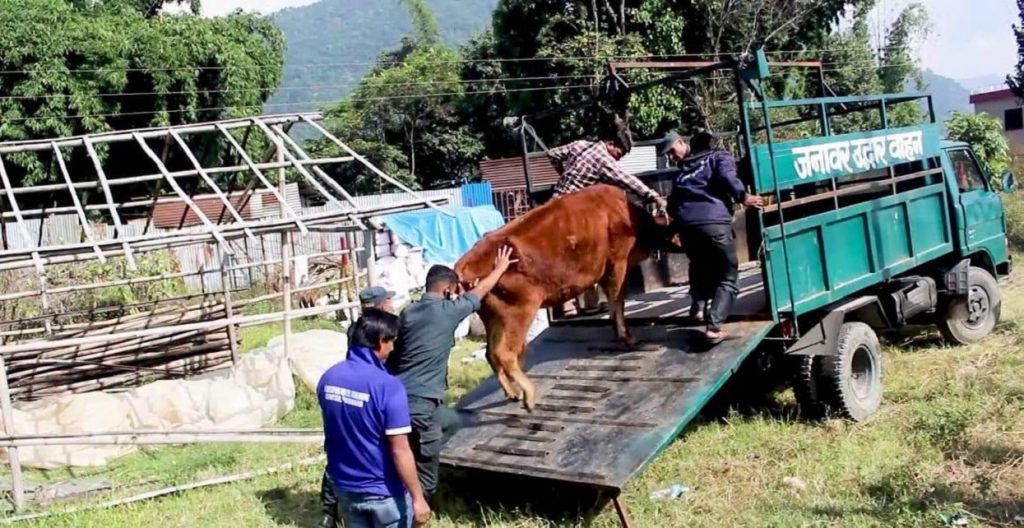 सडक चौपायाको व्यवस्थापनमा पोखरा महानगरको सक्रियता