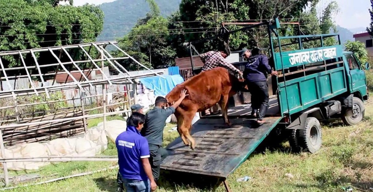 सडक चौपायाको व्यवस्थापनमा पोखरा महानगरको सक्रियता