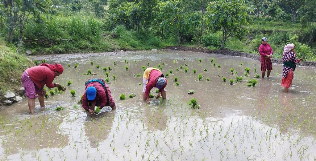बदलिँदो मौसमले फेरिएको किसानको ‘क्यालेन्डर’