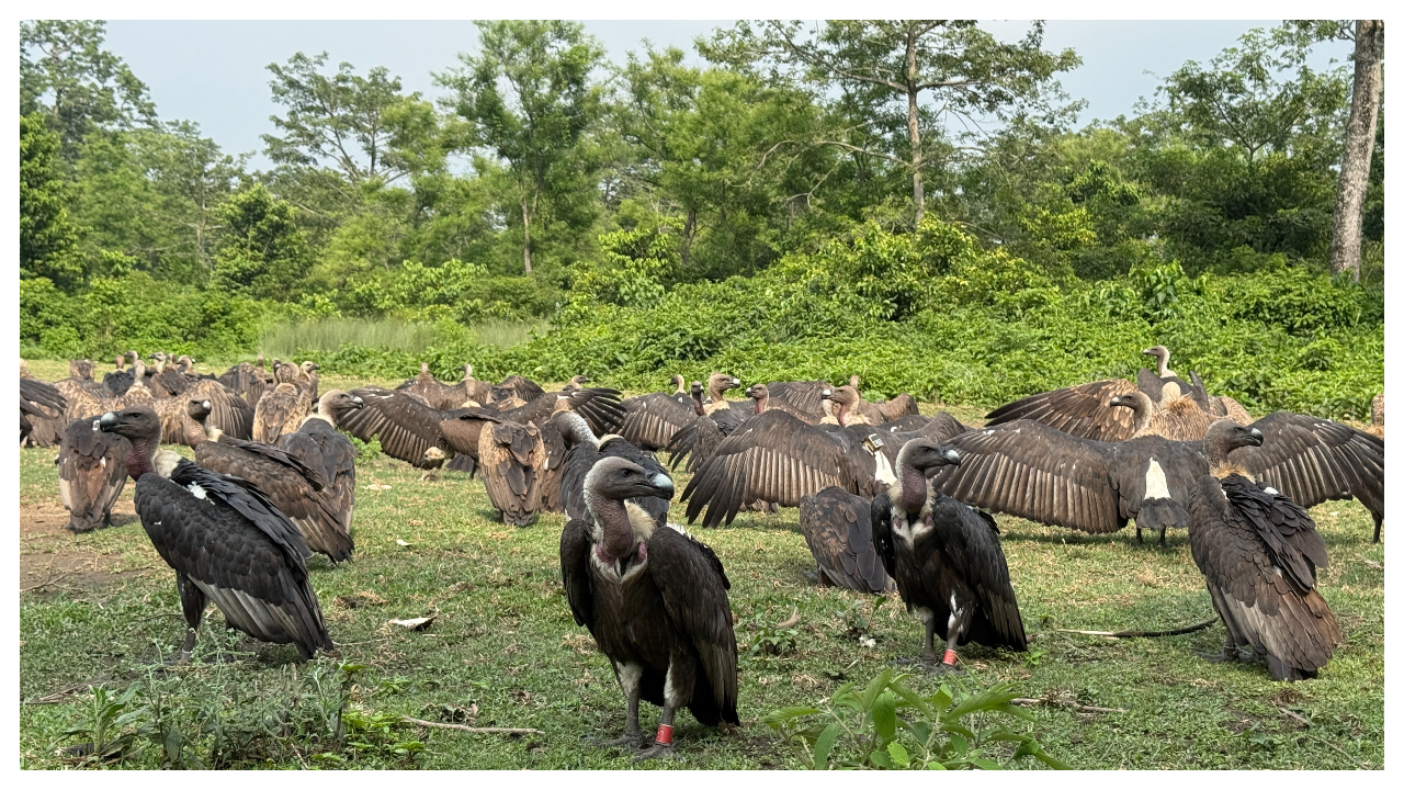 गिद्ध संरक्षणसँगै पर्यटकीय र अध्ययन केन्द्रका रूपमा विकसित हुँदै नवलपुरको जटायु रेष्टुरेन्ट
