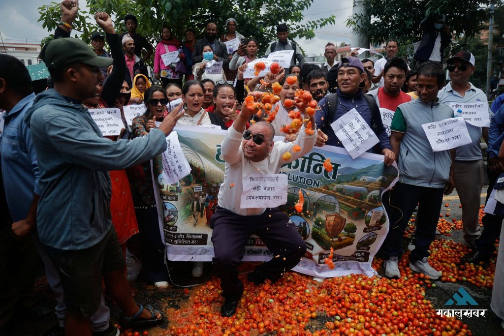 उचित मूल्य नपाउँदा आन्दोलनमा किसान, सडकमै फाले गोलभेंडा (तस्बिरहरू)