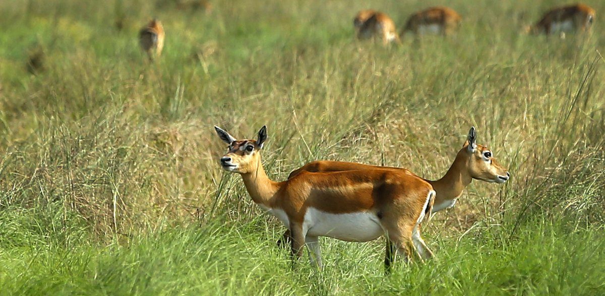 रुख कटानको निर्णय नहुँदा चितवनमा कृष्णसार ल्याउन ढिलाइ