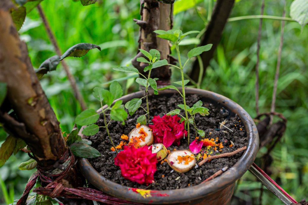 घर–घरमा तुलसीको बिरुवा रोपियो (तस्बिरहरू)